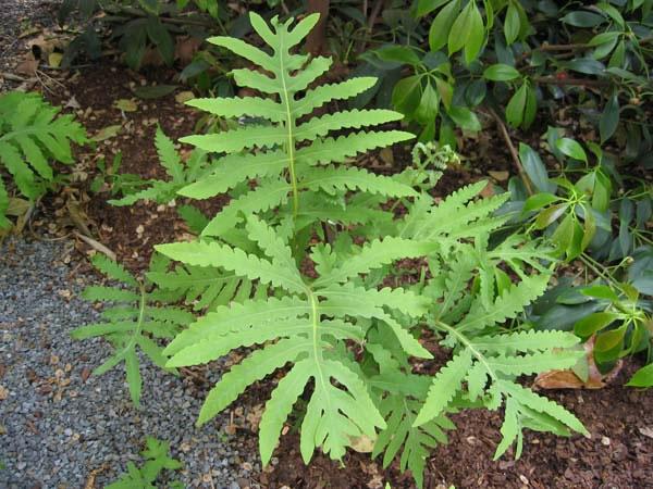 Eğrelti Otu (Pteridium aquilinum)
