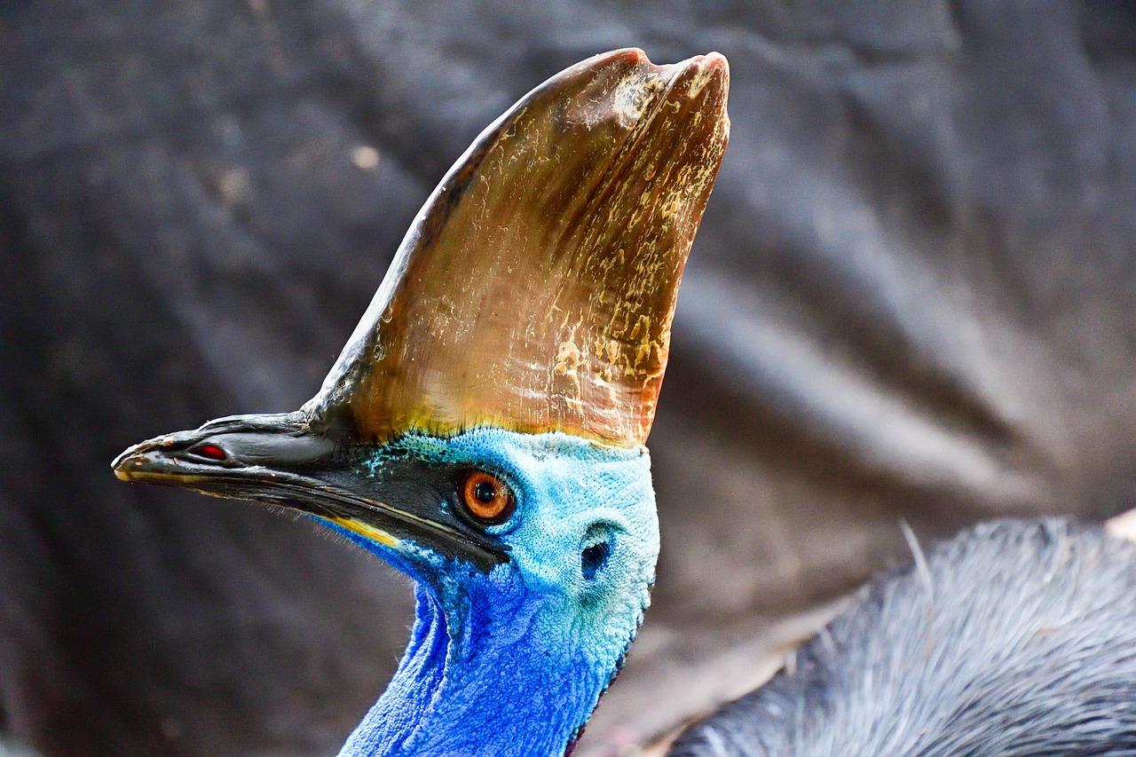 Southern Cassowary (Casuarius casuarius)