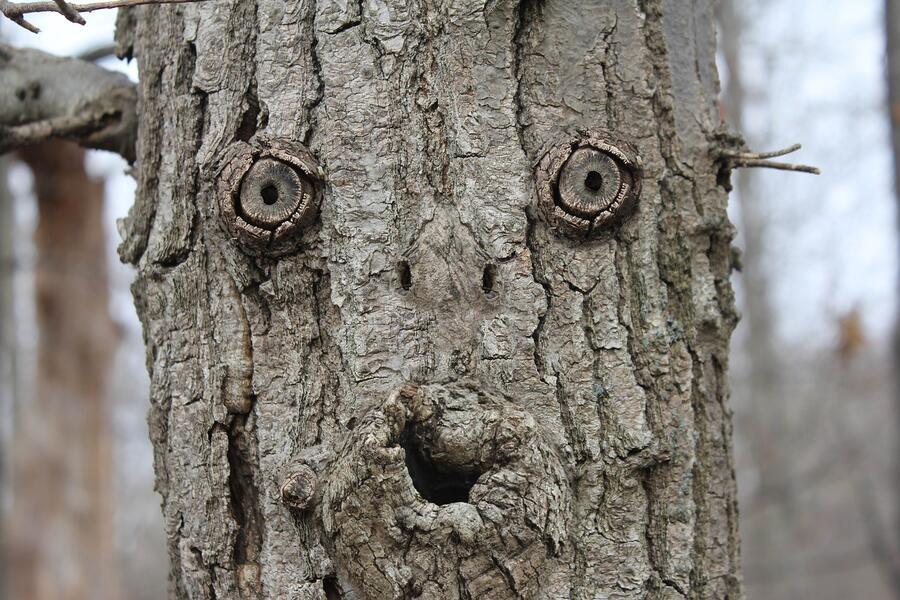 Pareidolia 