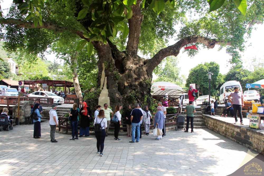 Hıdırbey Musa Ağacı