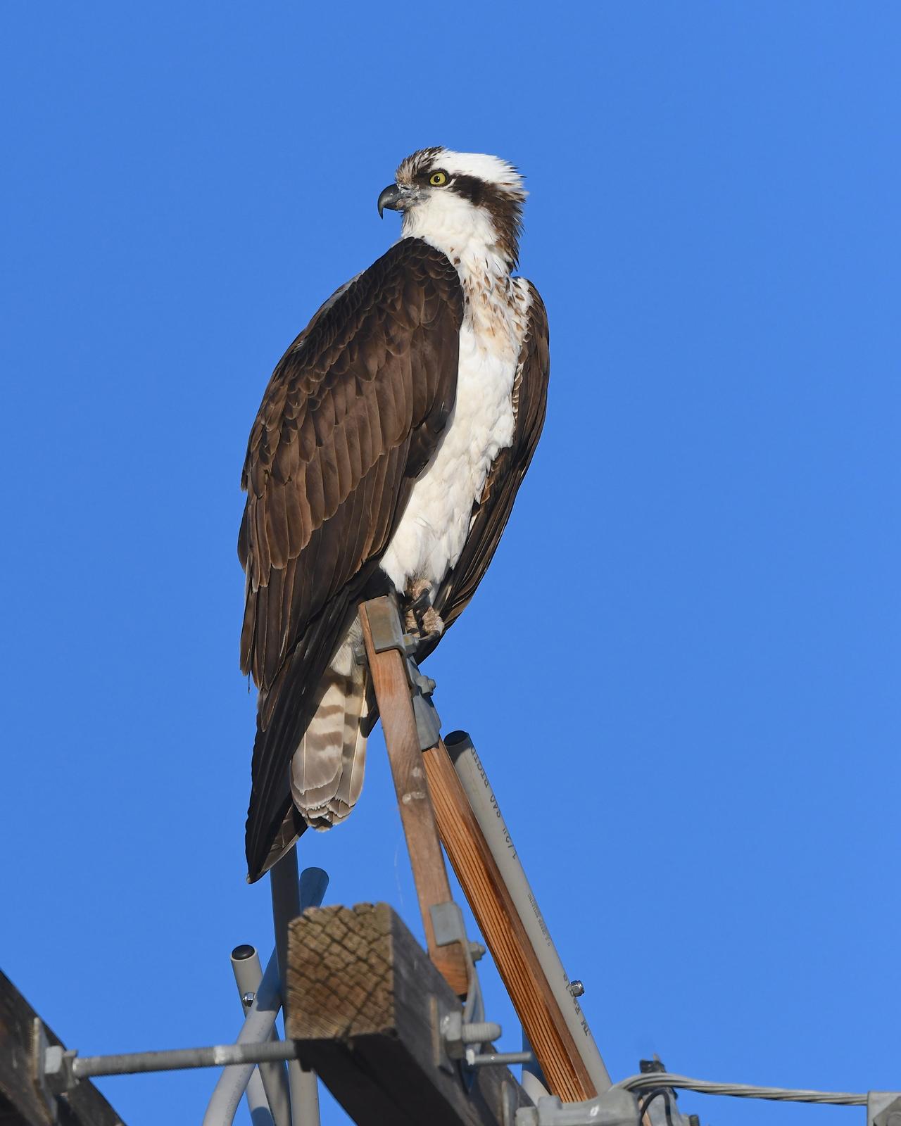 Osprey (Pandion haliaetus)