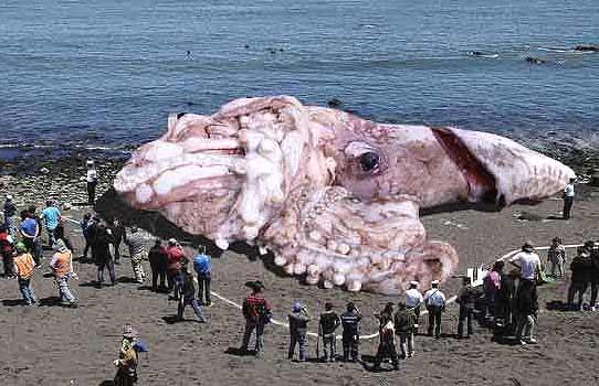 The Giant Squid Incidents