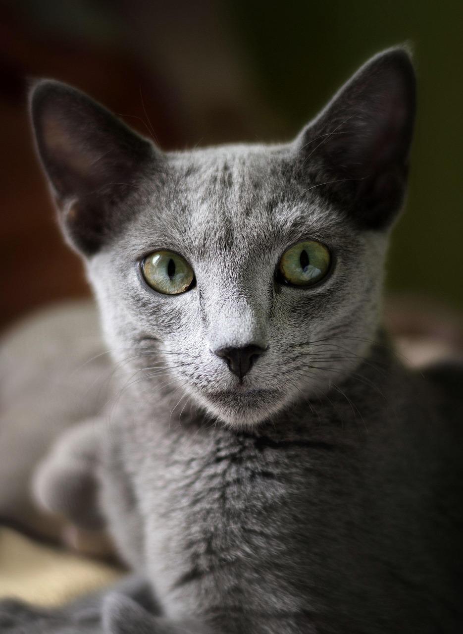 Russian Blue cat