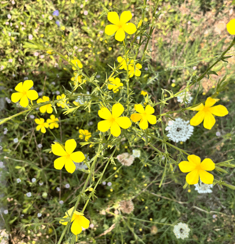 Yellow Flax Flower (Linum flavum L.)