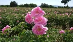 kyWdY7J3tHDxKLwba6o1MEO5eylYhIyu.webp