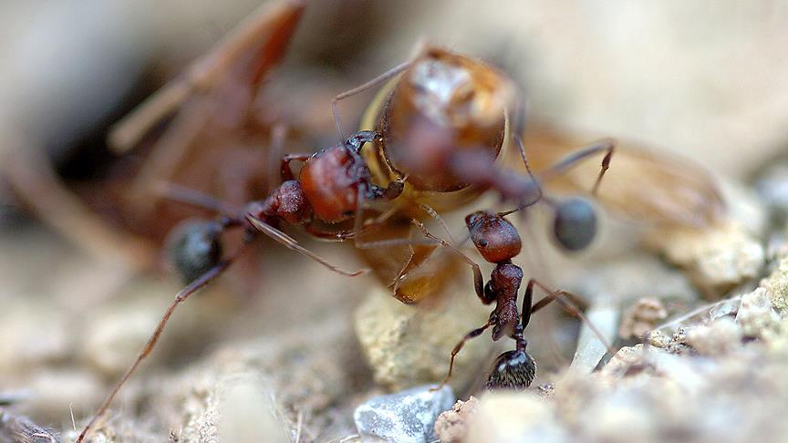 Ateş Karıncası (Solenopsis İnvicta)