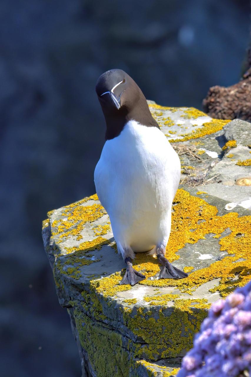 Razorbill (Alca torda)