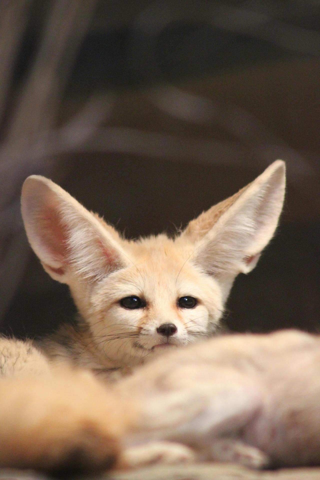Fennec Fox (Vulpes zerda)