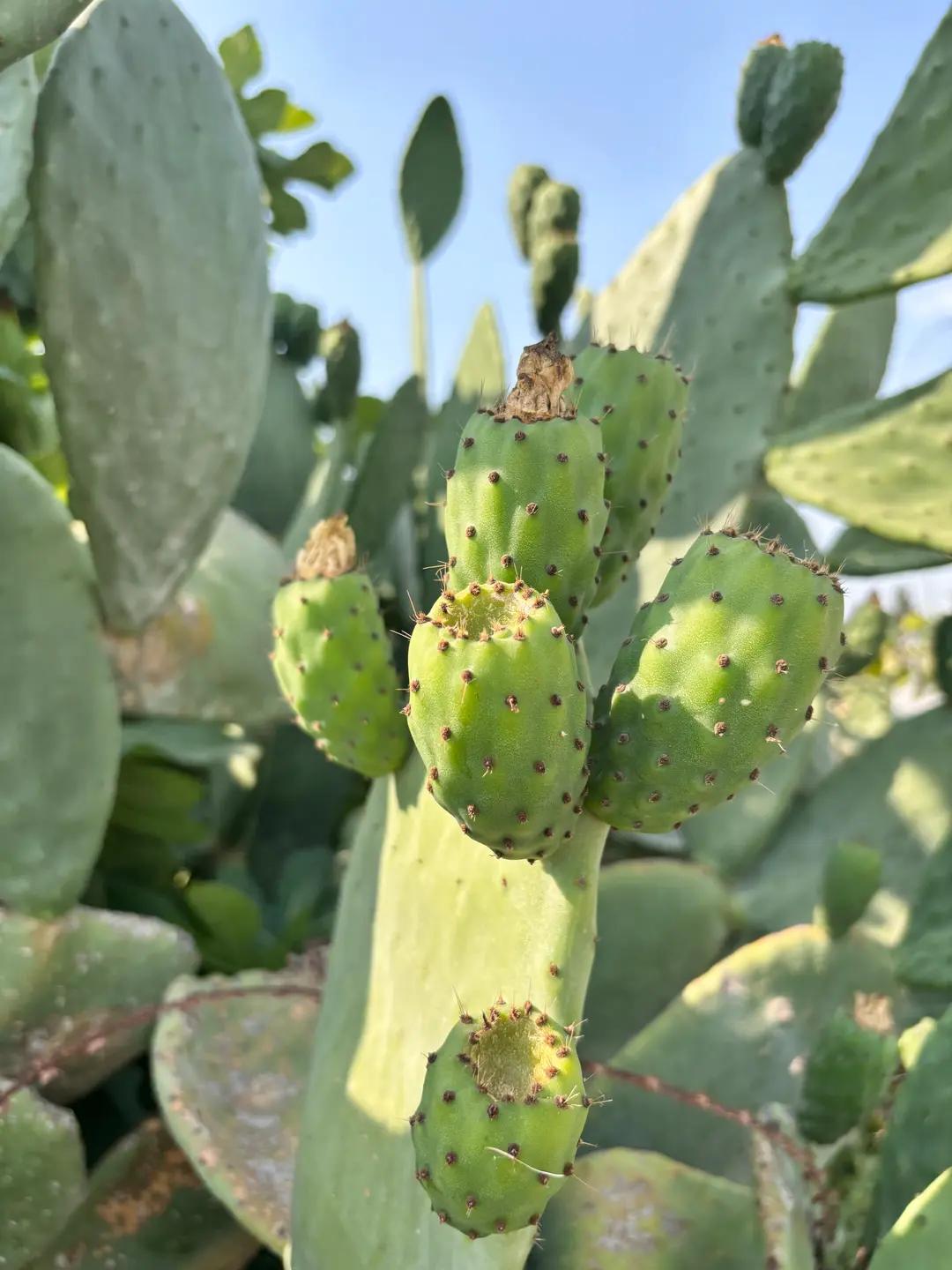 Indian Fig (Opuntia Ficus-Indica L.)