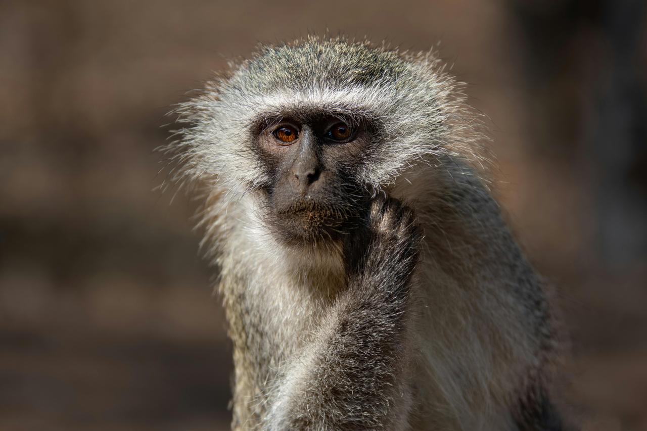 Vervet Monkey (Chlorocebus pygerythrus)