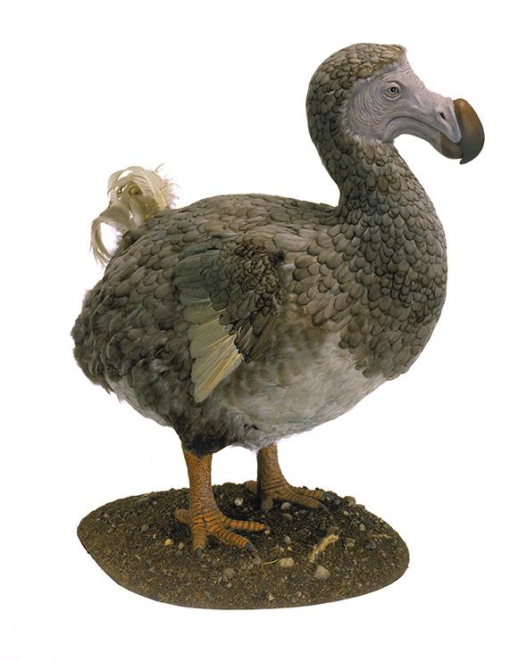 Dodo.jpeg