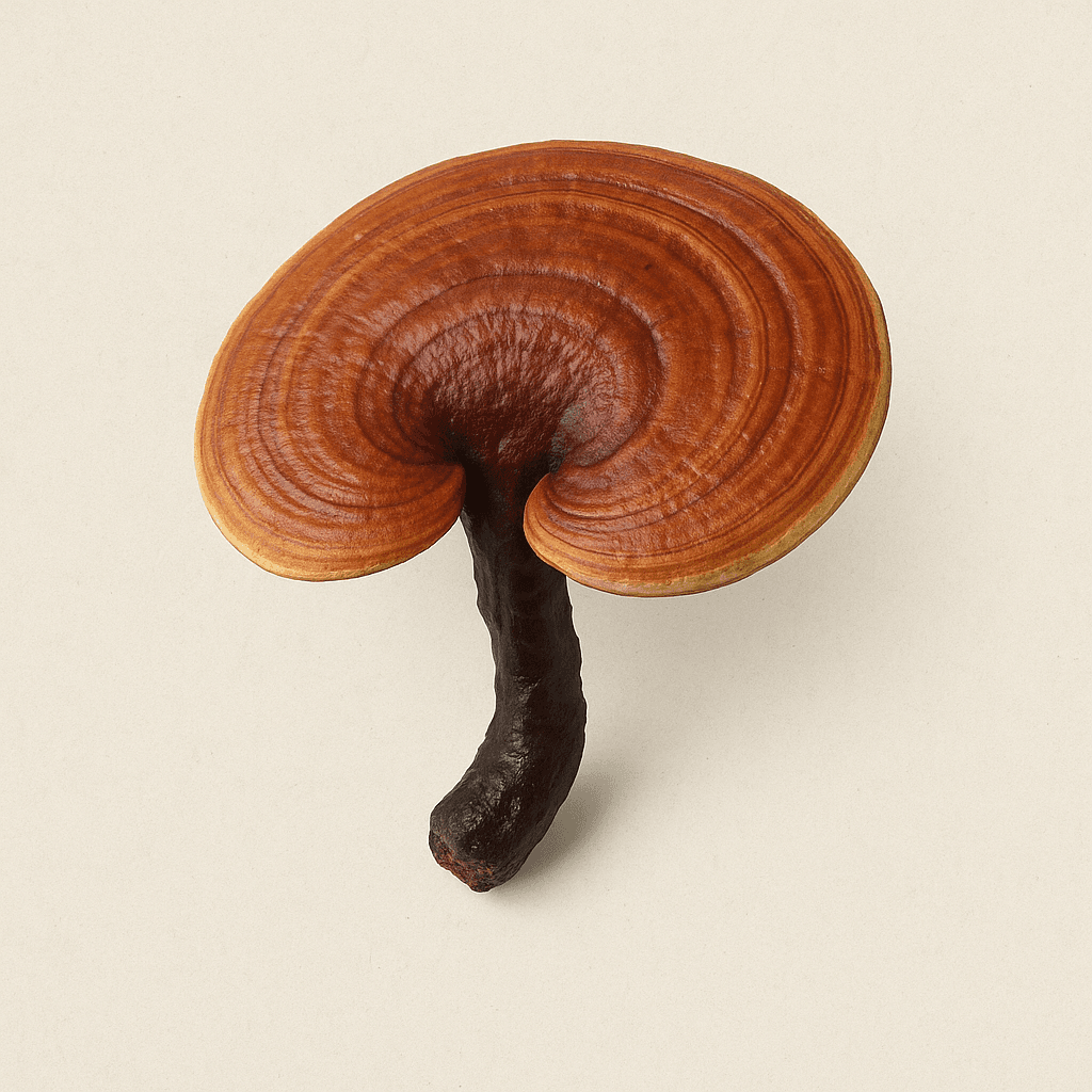 Ganoderma Mantarları
