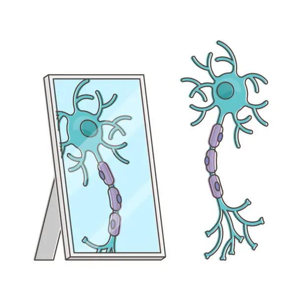 Bidirectional Mirror Neurons