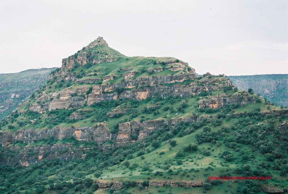 Finik Örenyeri (Silopi)