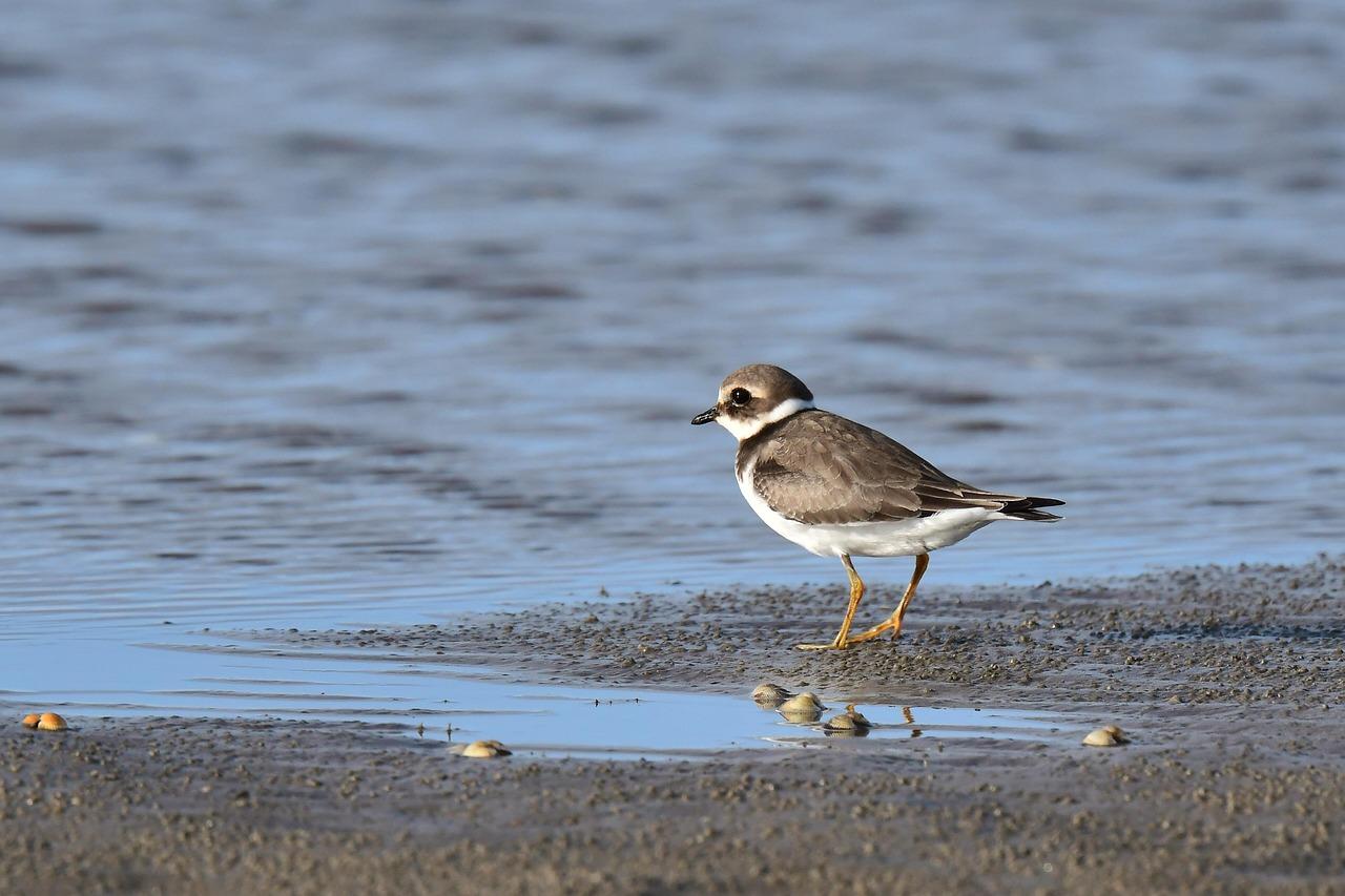 Pipe-bellied Plover (Charadrius melodus)