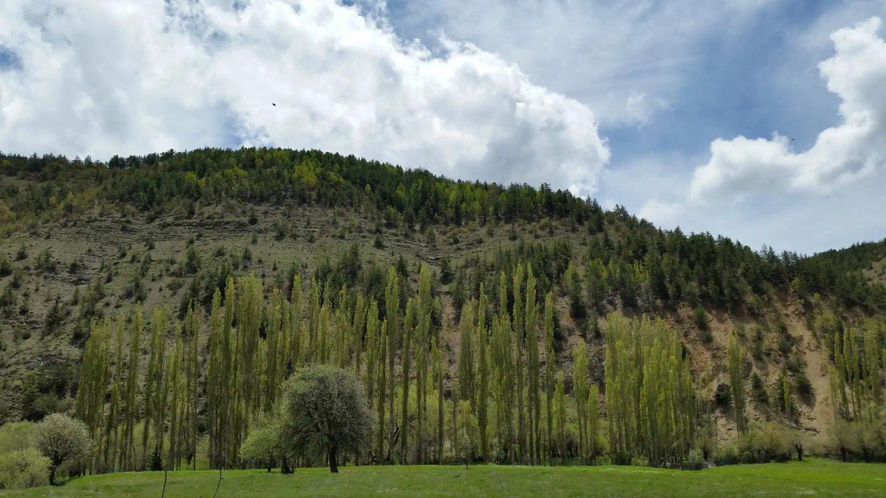Alucra (District)
