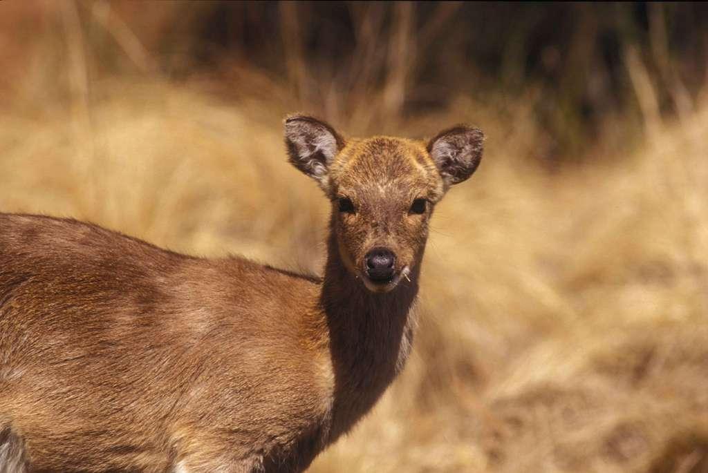 chinese-water-deer-animal-mammal-493f5d-1024.jpg