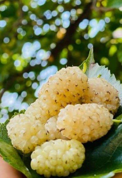 Pütürge Mulberry