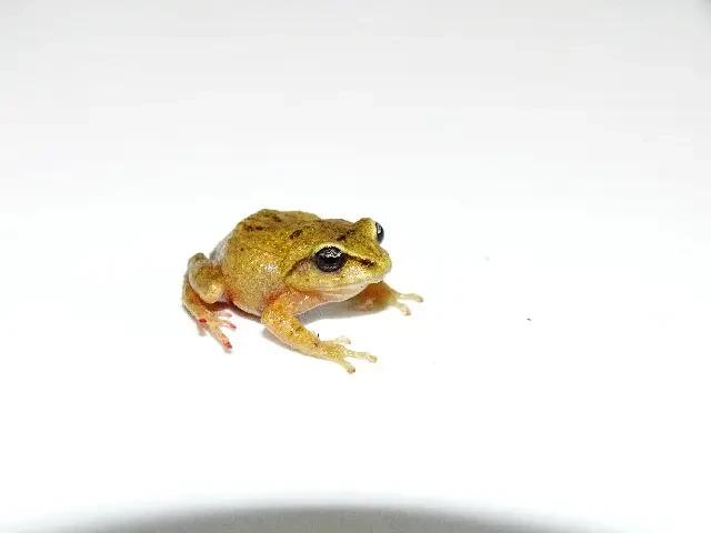 pristimantis-nervicus02.webp