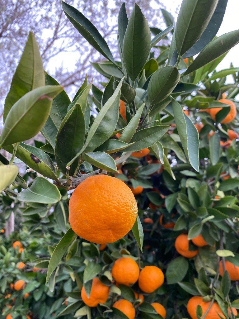 Havran Mandarin