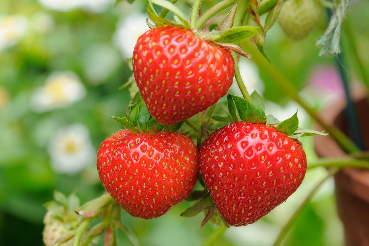 Strawberry (Fragaria)
