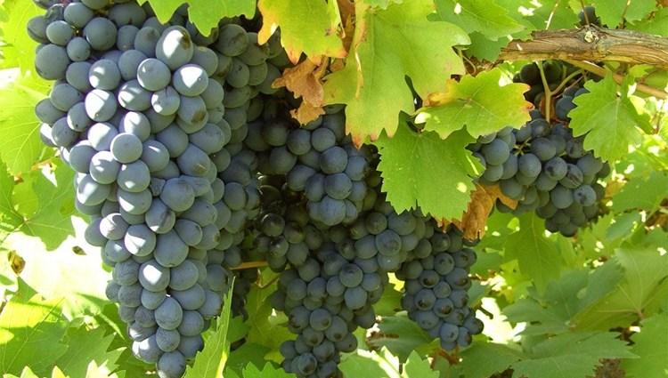 Arapgir Old Vine Grape