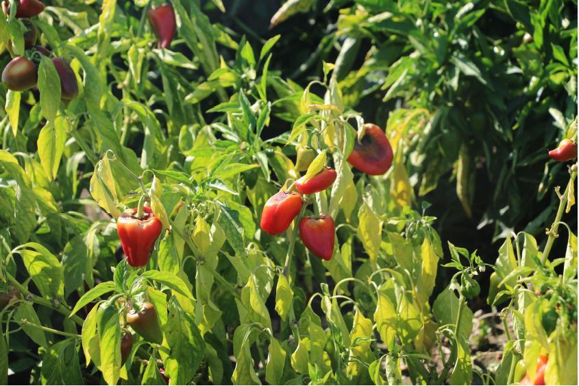 Arslanlar Pepper