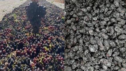 Kilis Horoz Karası Grape