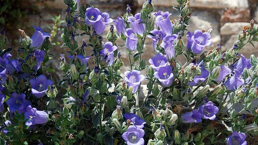 Fuzzy Bellflower (Campanula tomentosa)