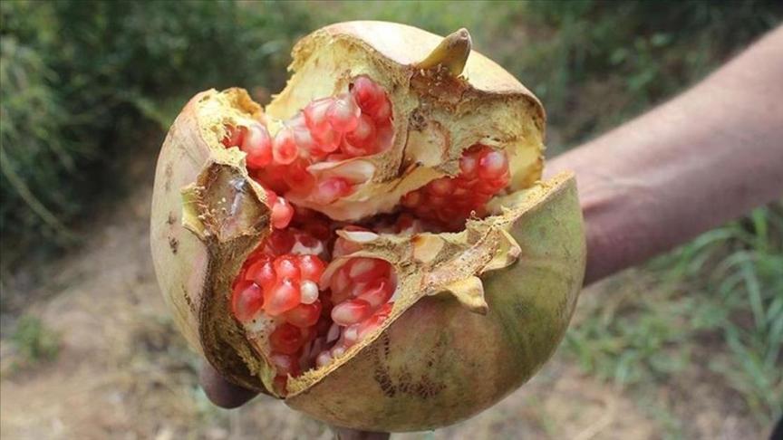 Suruç Pomegranate (Punica granatum L.)