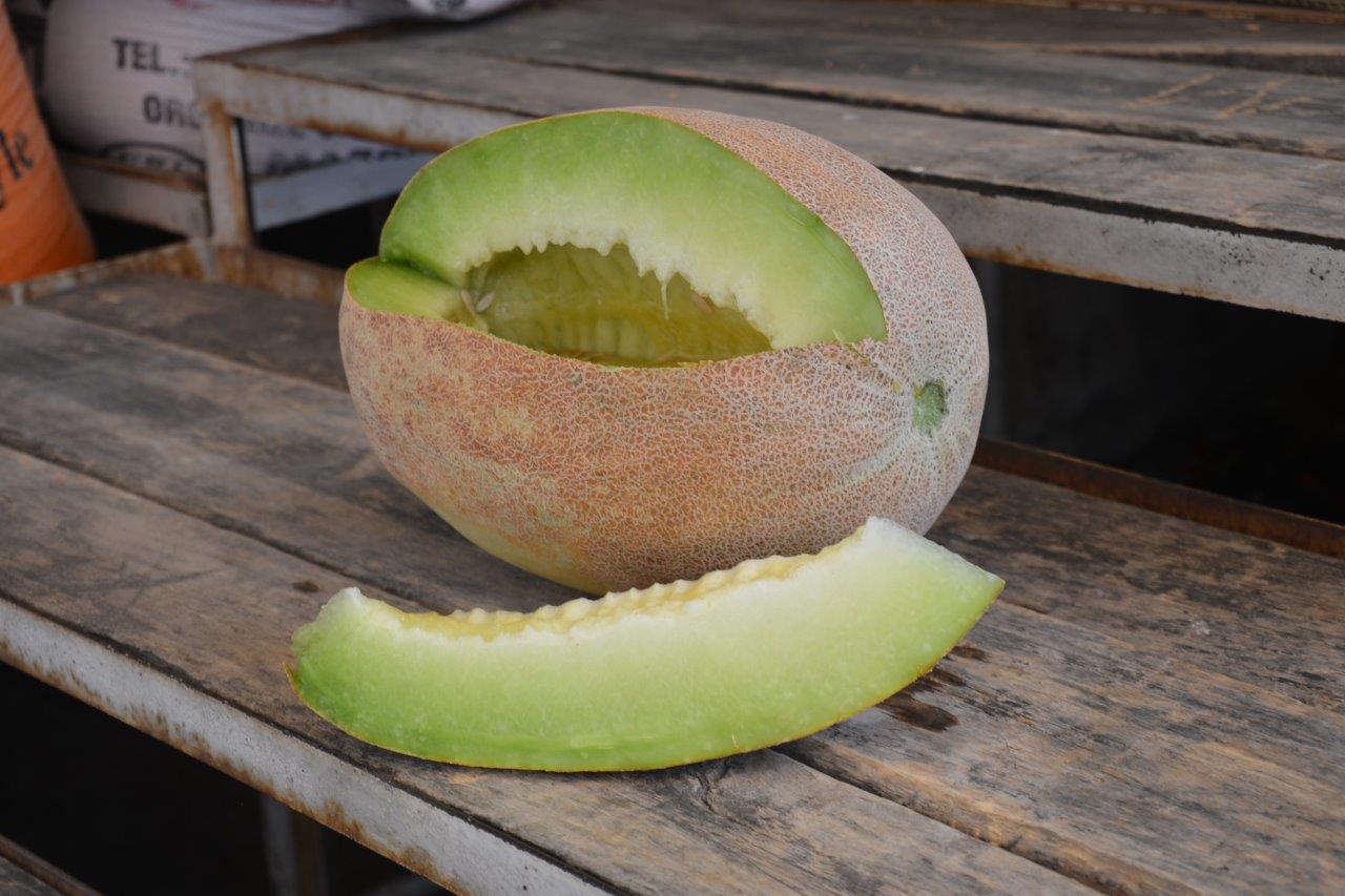 Midyat Melon