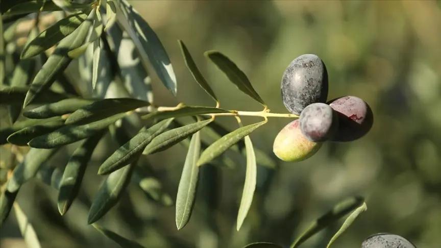 Karamürsel Samanlı Olive