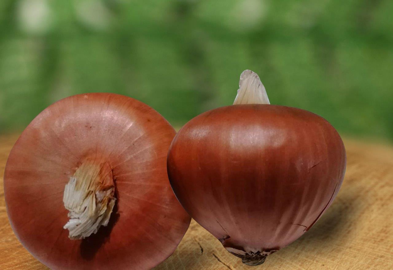 Tekirdağ Onion