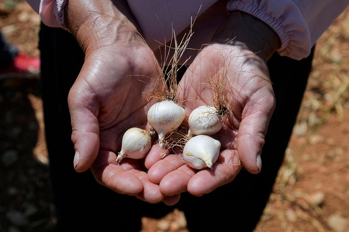 Tunceli Sarımsağı