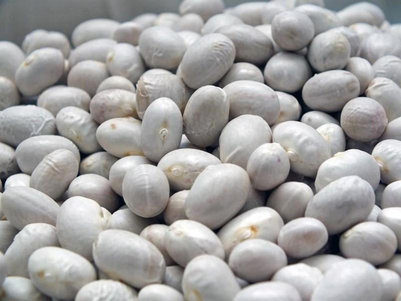 İspir Bean