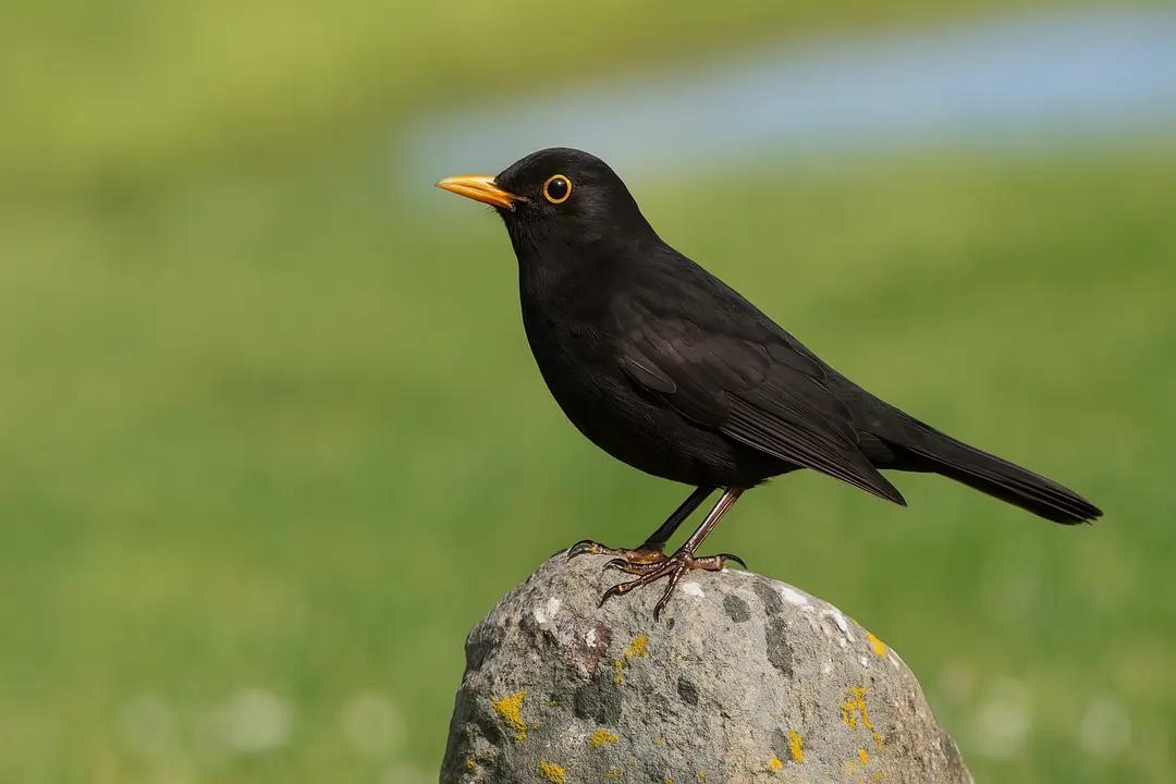 Karatavuk (Turdus Merula)