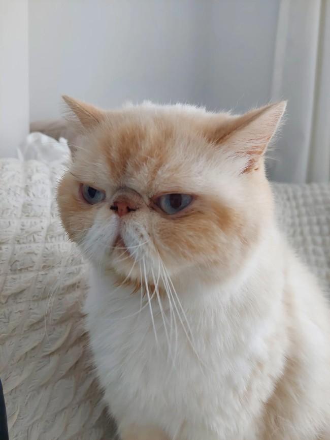 Exotic Shorthair