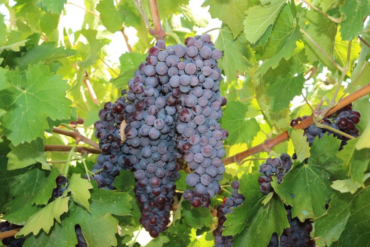 Denizli Çalkarası Grape
