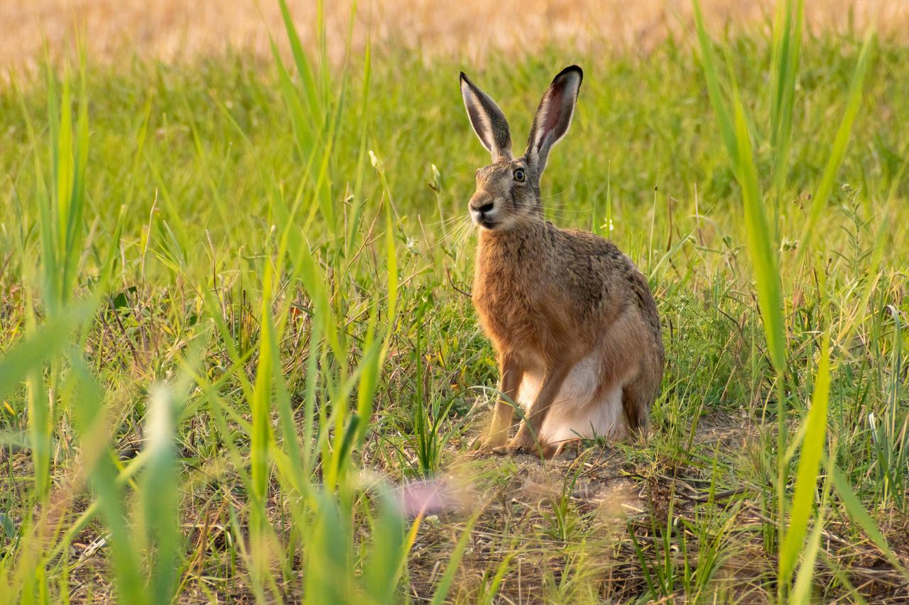 European Hare (Lepus Europaeus)