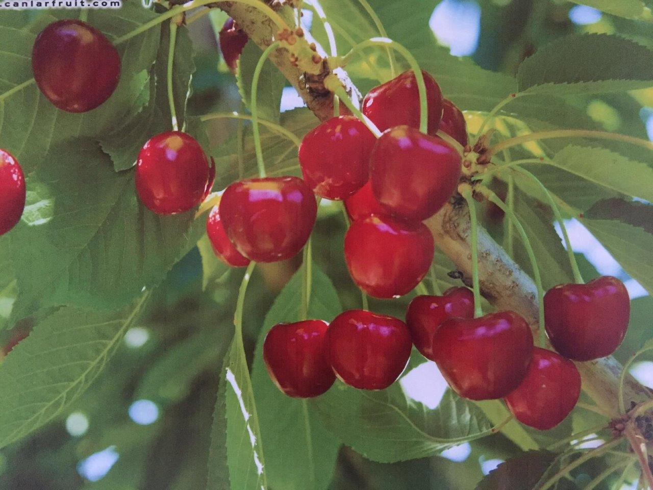 Honaz Cherry