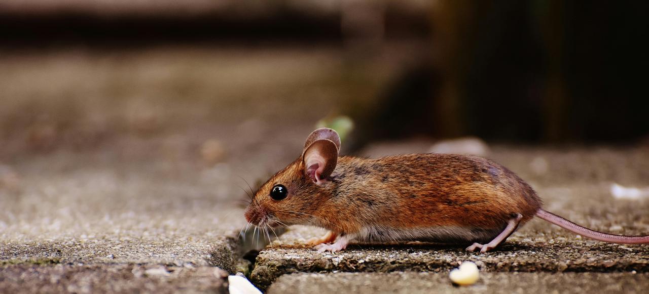 Kırmızı Sırtlı Fare (Myodes Glareolus)