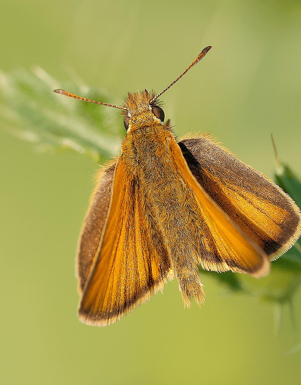 Sarı Lekeli Zıpzıp (Thymelicus Acteon)