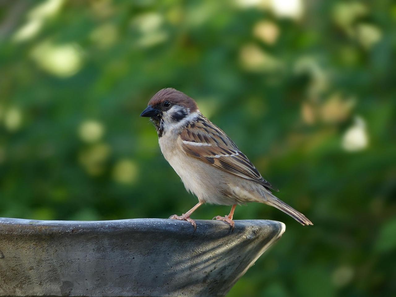 animal-3434140_1920.jpg