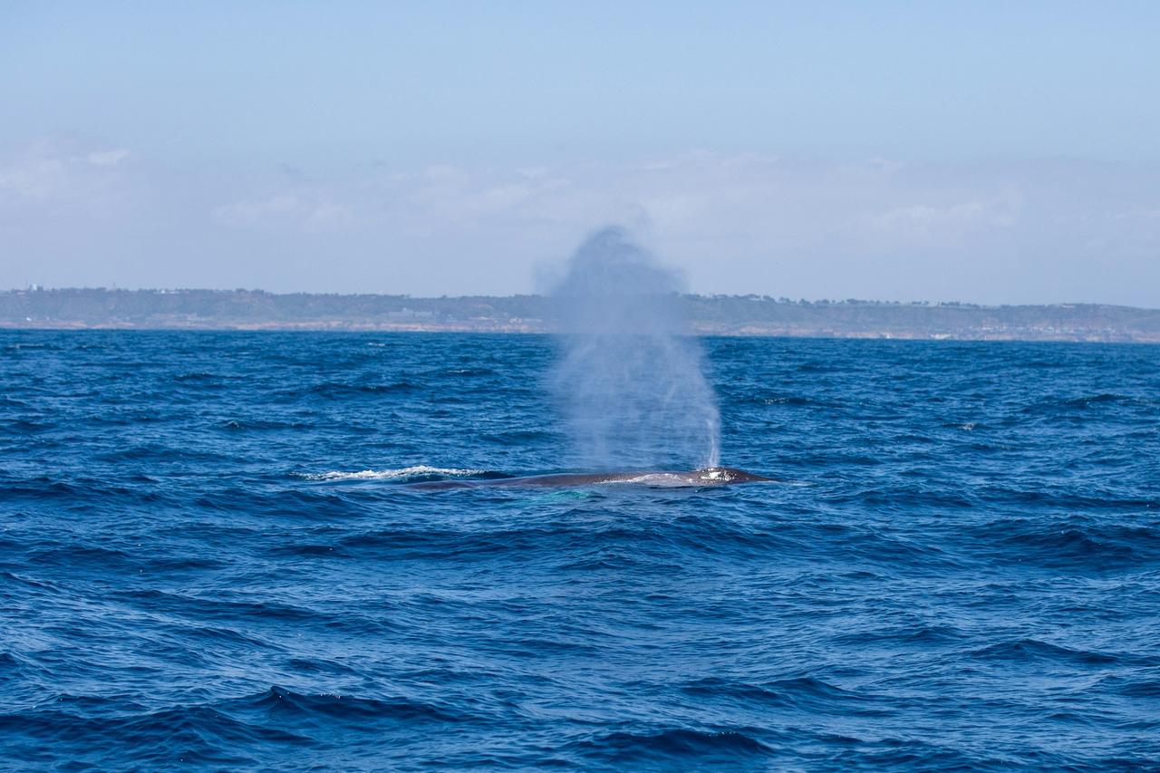 Fin Whale (Balaenoptera physalus)