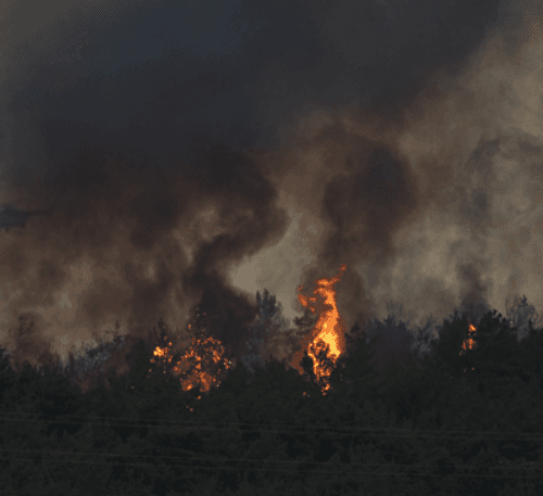 Forest Fire
