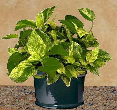 Patos Sarmaşığı (Epipremnum Aureum)