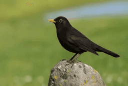 Karatavuk