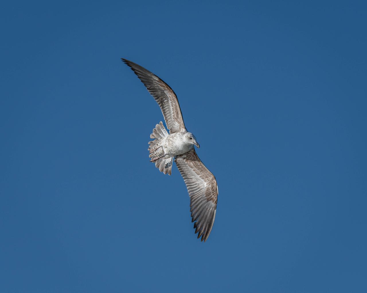The Miracle of Bird Flight: How Do Birds Fly?