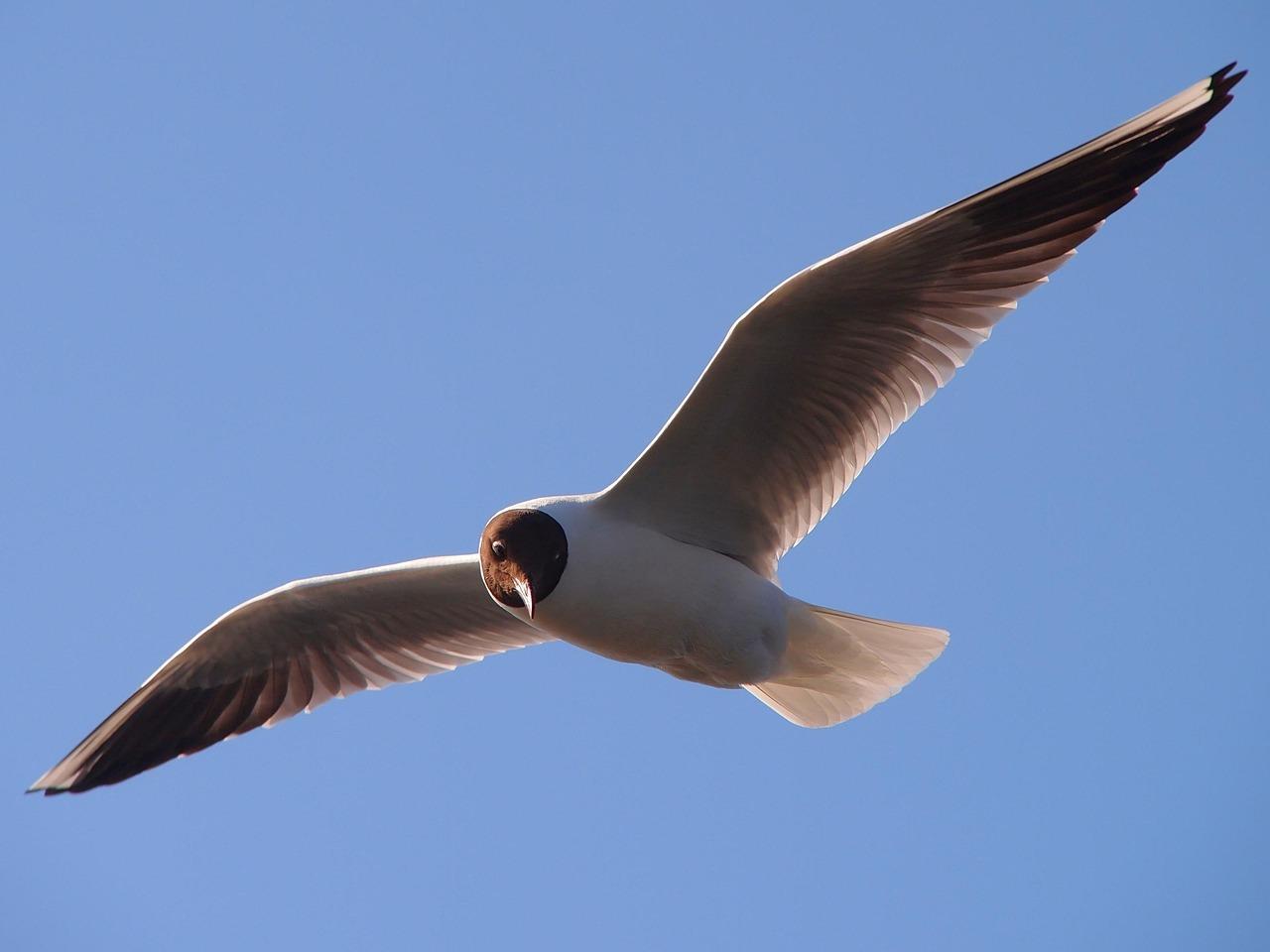 Akdeniz Martısı (Ichthyaetus melanocephalus)