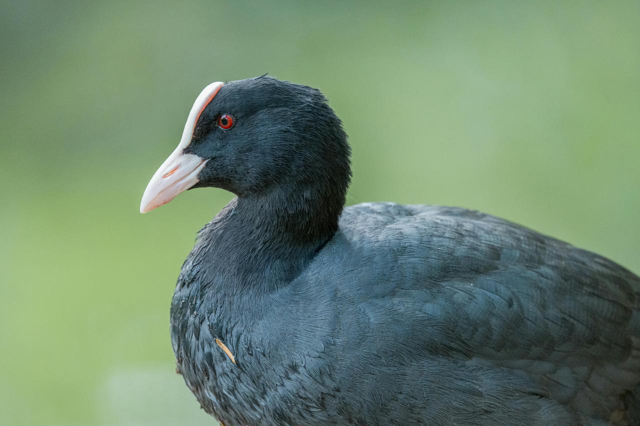 Eurasian Coot (Fulica atra)